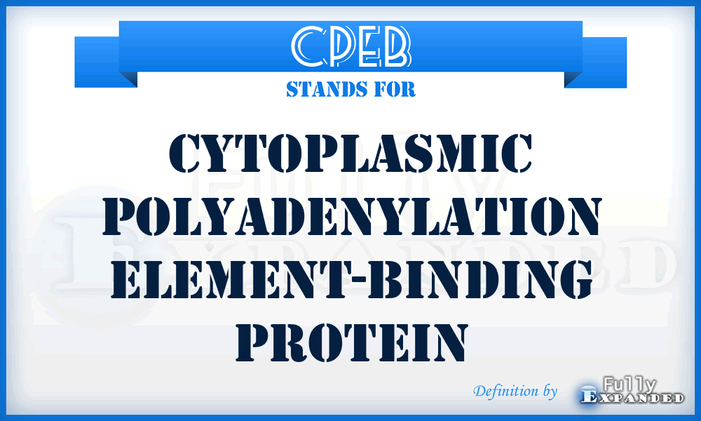 CPEB - Cytoplasmic Polyadenylation Element-Binding protein