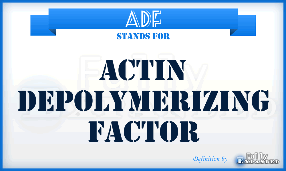 ADF - Actin Depolymerizing Factor