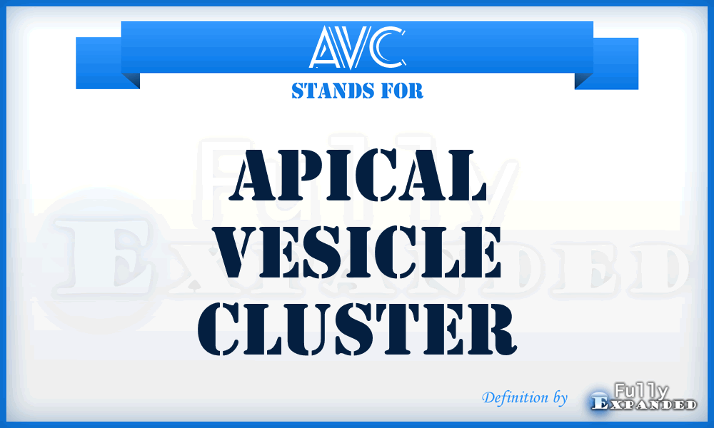 AVC - Apical Vesicle Cluster