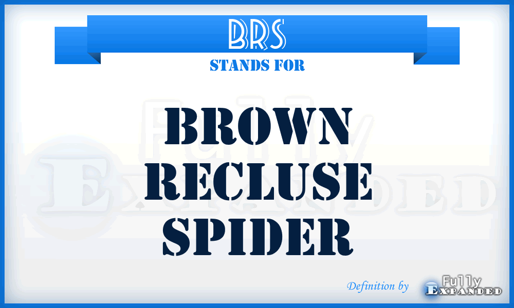 BRS - brown recluse spider