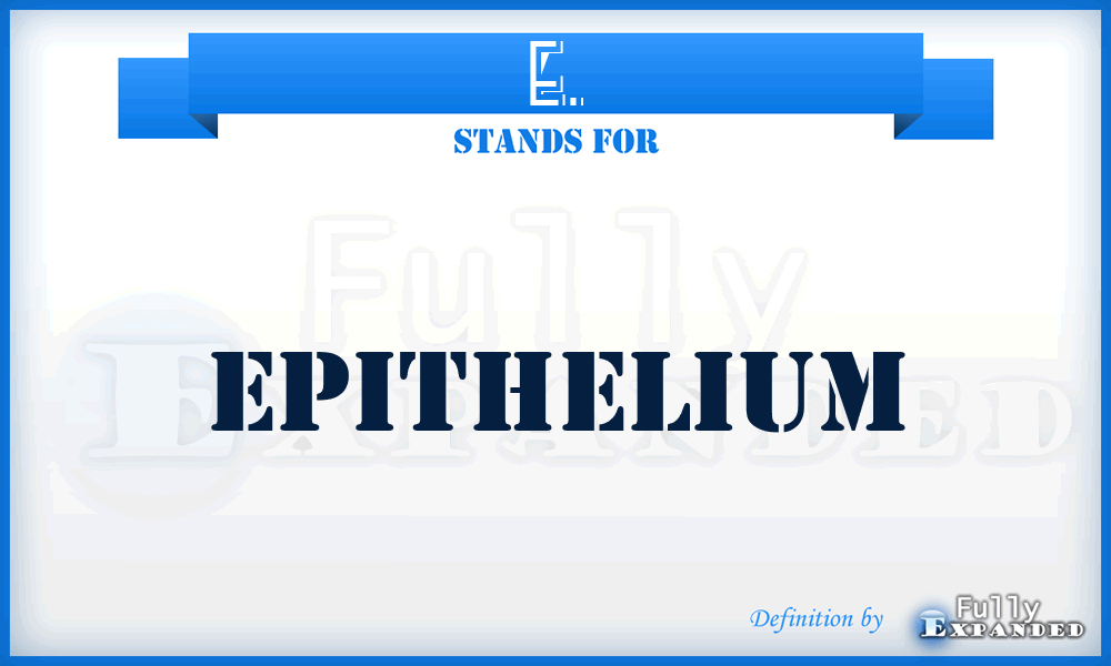 E. - epithelium