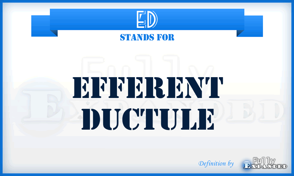 ED - Efferent Ductule