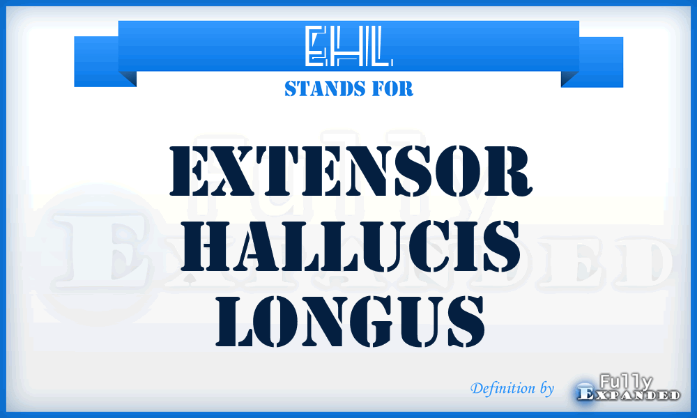 EHL - Extensor Hallucis Longus