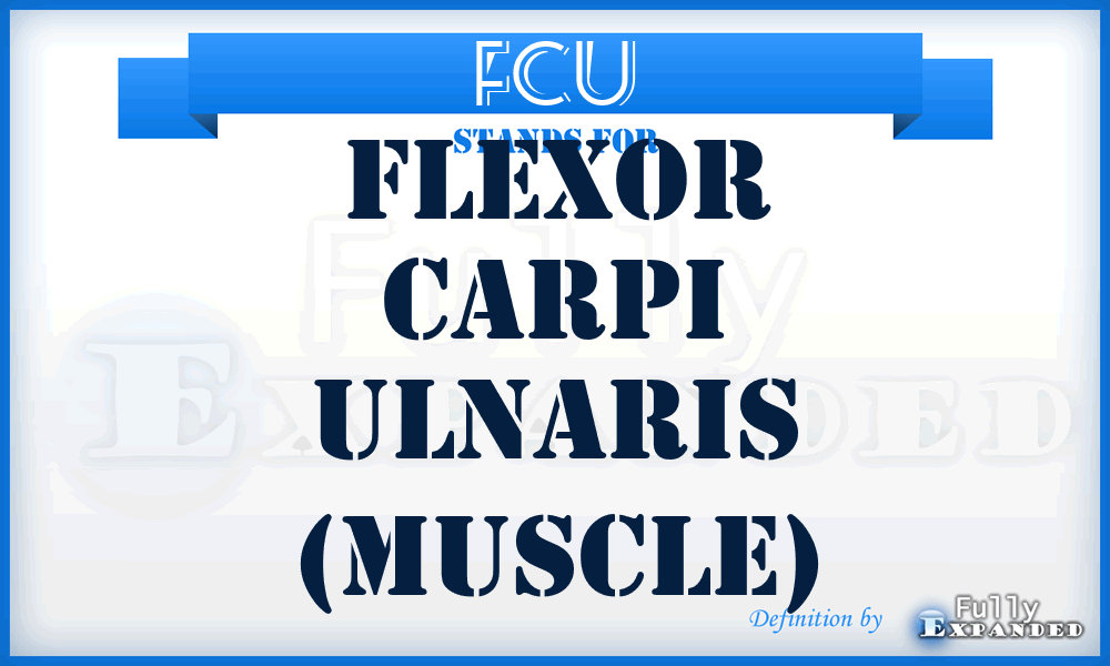FCU - Flexor Carpi Ulnaris (muscle)