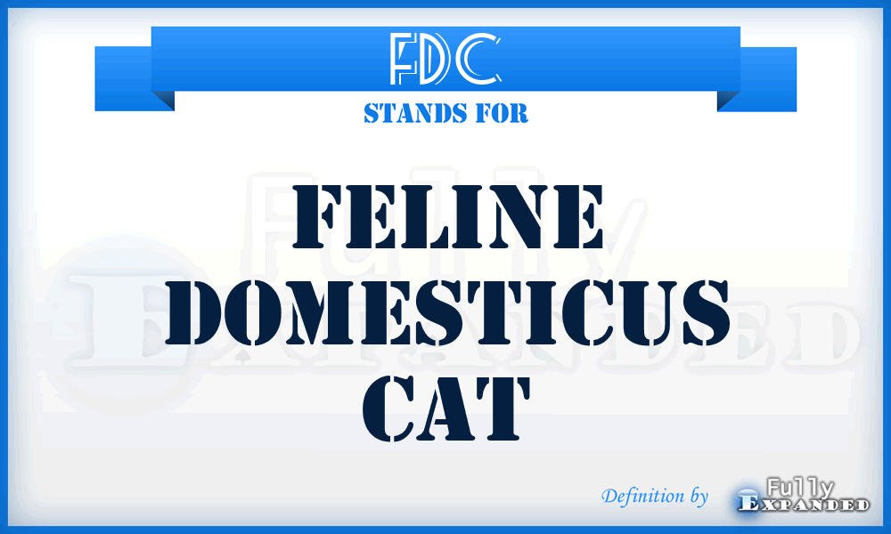 FDC - Feline Domesticus Cat
