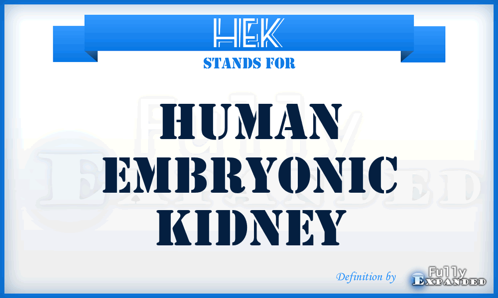 HEK - human embryonic kidney