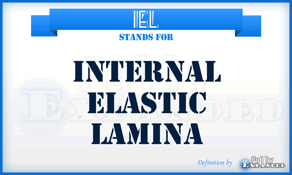 IEL - Internal Elastic Lamina