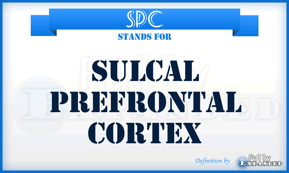 SPC - sulcal prefrontal cortex