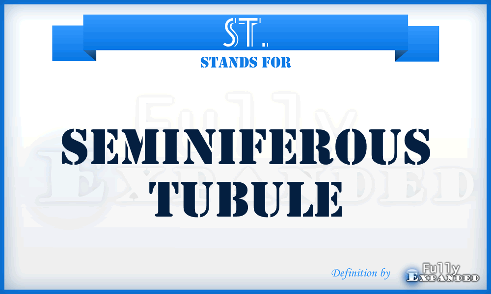 ST. - seminiferous tubule