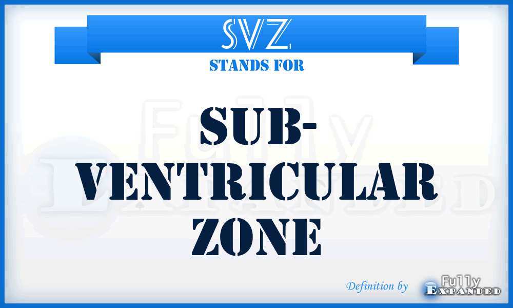 SVZ - Sub- Ventricular Zone