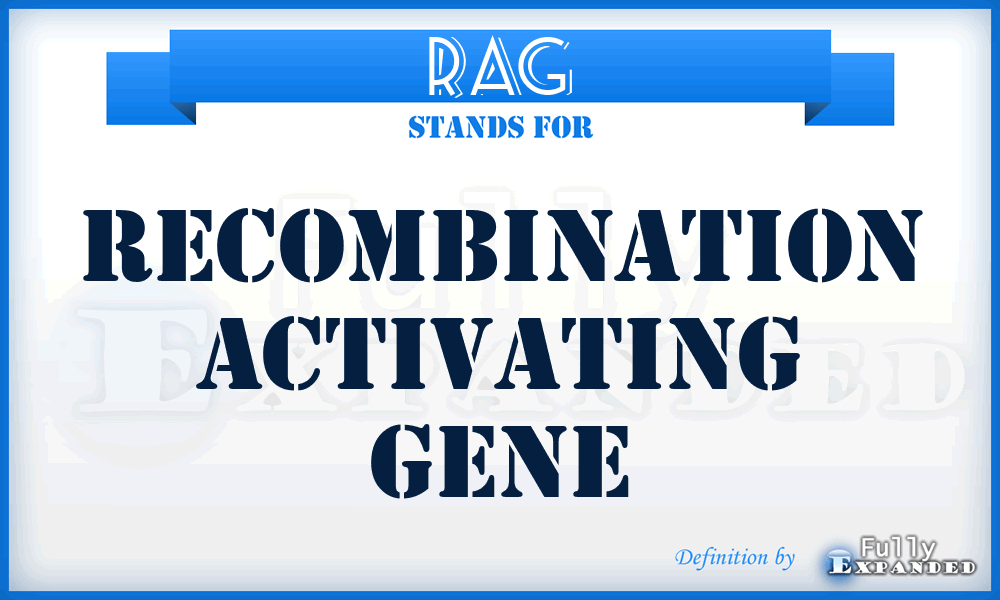 RAG - Recombination Activating Gene
