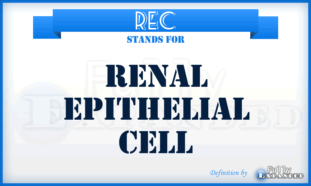 REC - renal epithelial cell