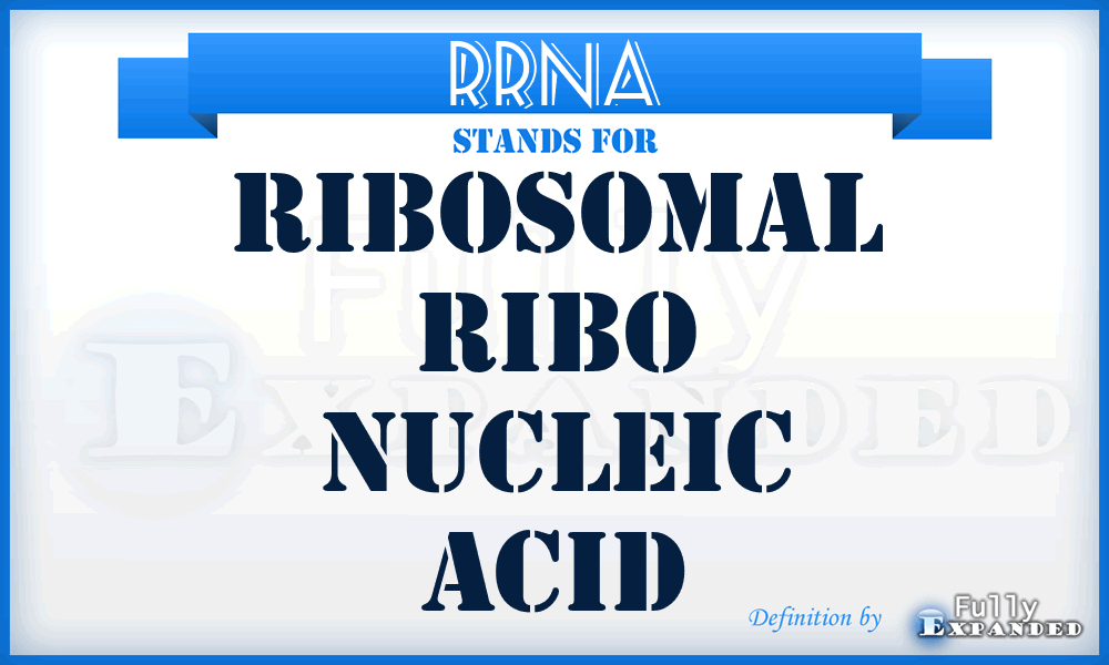 RRNA - Ribosomal ribo nucleic acid