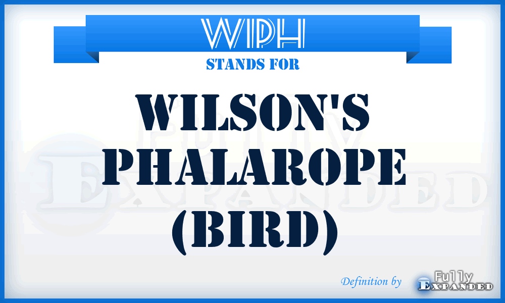 WIPH - Wilson's Phalarope (bird)
