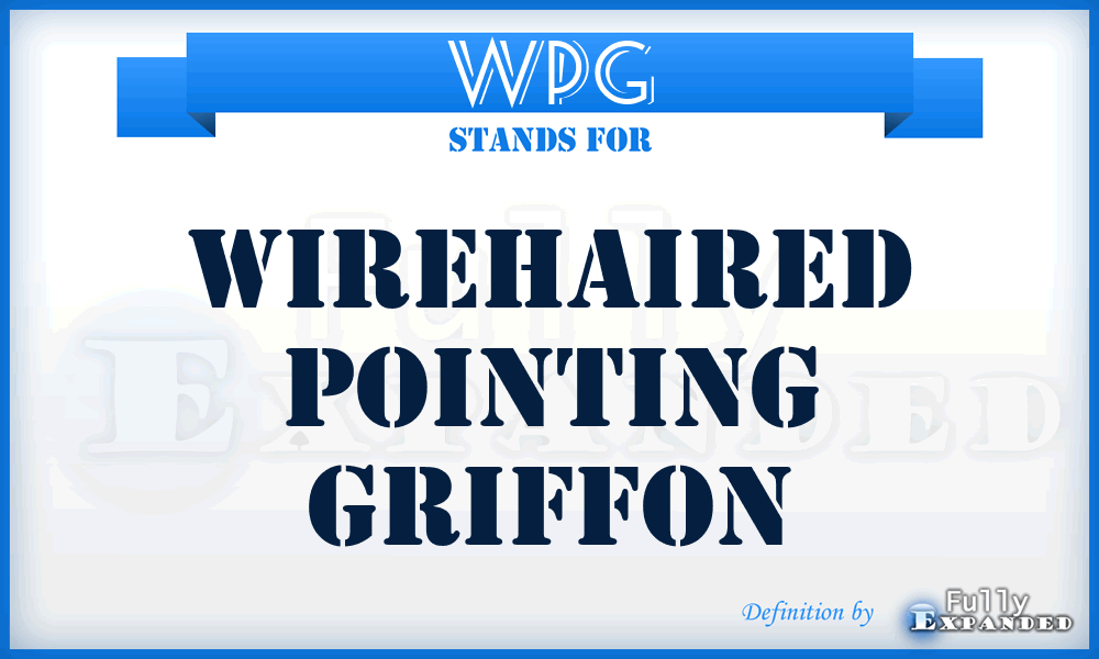 WPG - Wirehaired Pointing Griffon