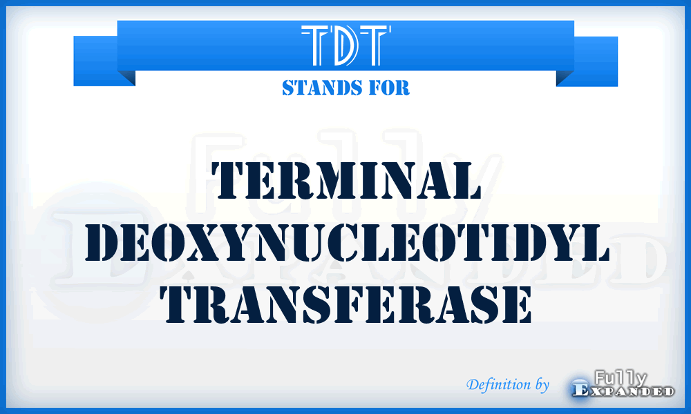 TDT - Terminal Deoxynucleotidyl Transferase
