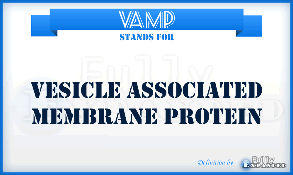 VAMP - Vesicle Associated Membrane Protein