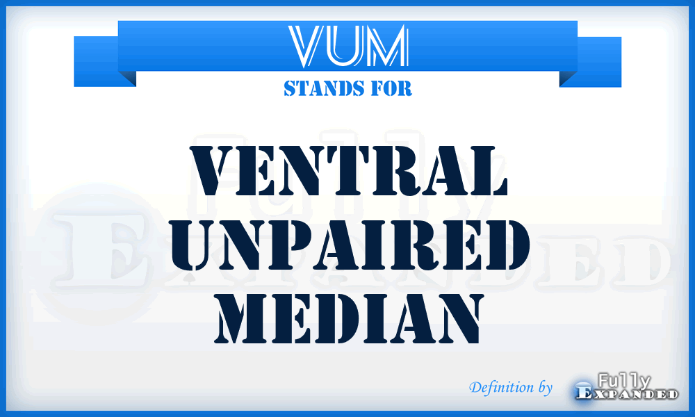 VUM - Ventral Unpaired Median