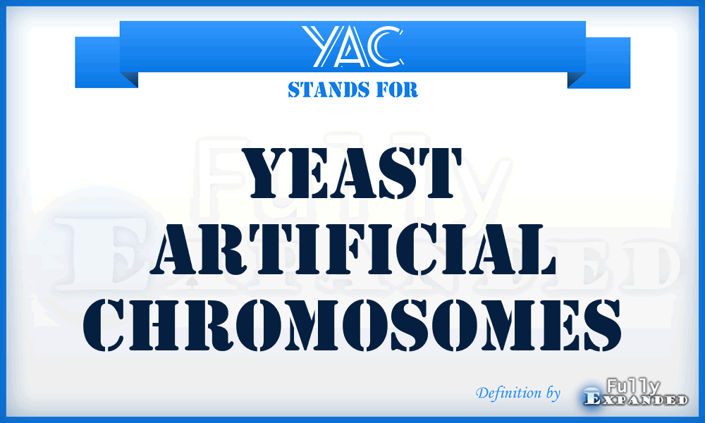YAC - Yeast Artificial Chromosomes