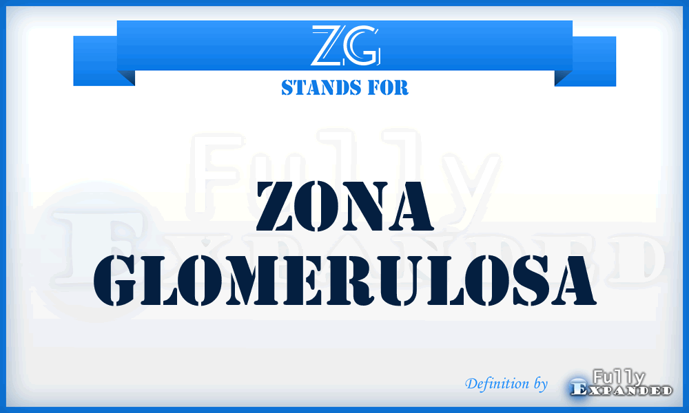 ZG - Zona Glomerulosa